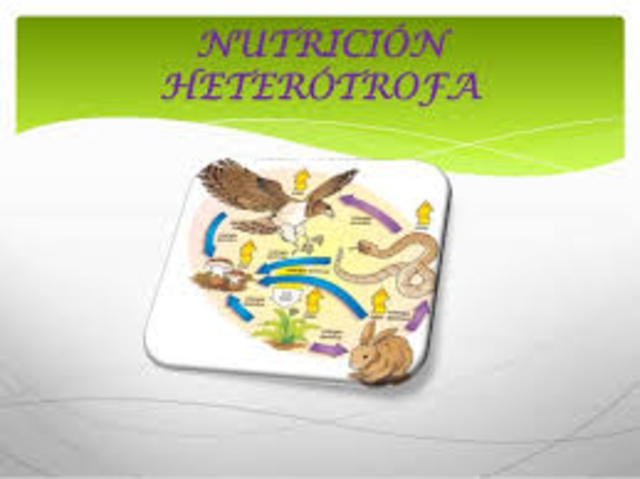 Heterótrofos