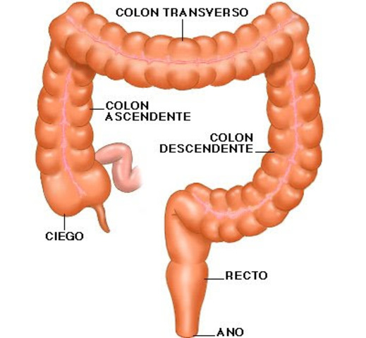 intestino grueso