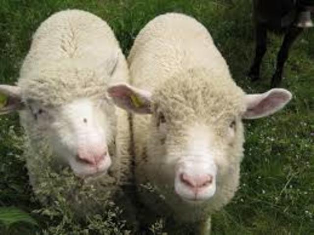 Consumidores primarios