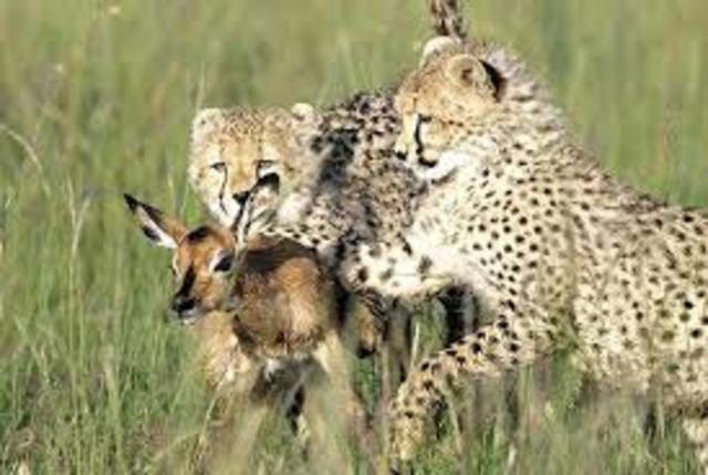 Consumidores secundarios