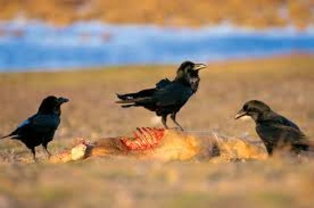 Consumidores tercerciarios