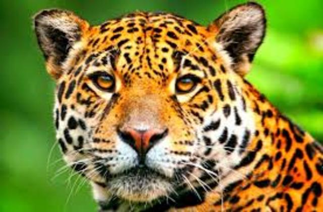 animales timeline | Timetoast timelines