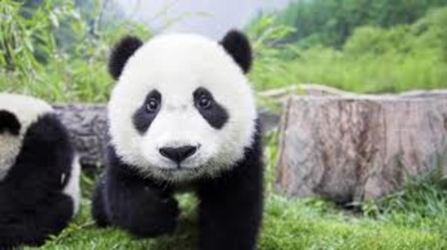 oso panda