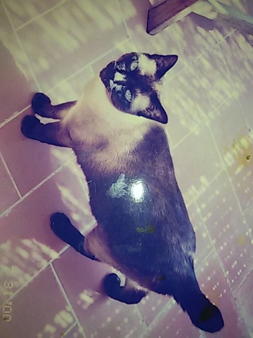 la meva primera mascota