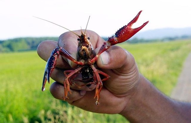 Batuda de crancs invasors