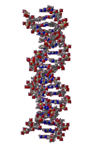 1953, Επισήμανση της 'διπλής έλικας' - δομής του DNA
