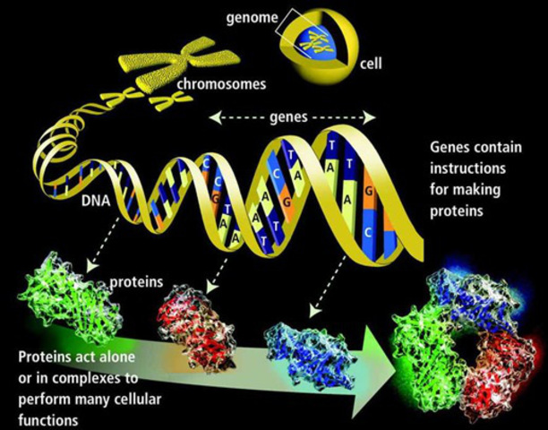 2001, Ολοκληρώνεται η χαρτογράφηση του ανθρώπινου γονιδιώματος