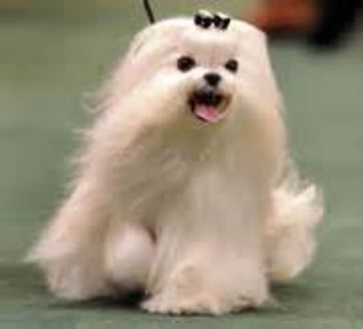 ve a viure la nostre gossa