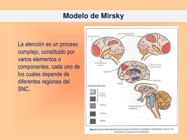 Modelo de atención de Mirsky y Duncan