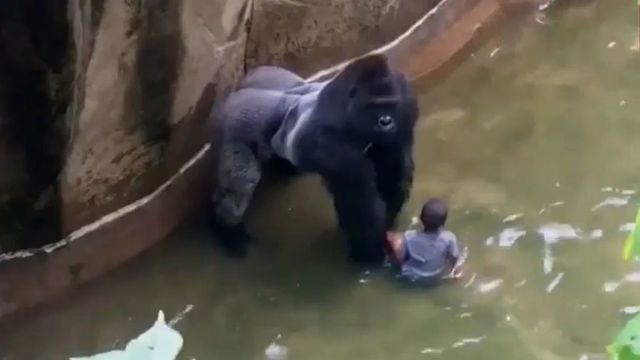 Muerte de Harambe