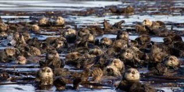 sea otter population depleted
