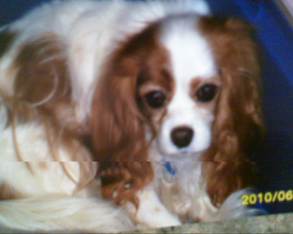 The we brought Winnie home