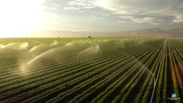 Irrigation