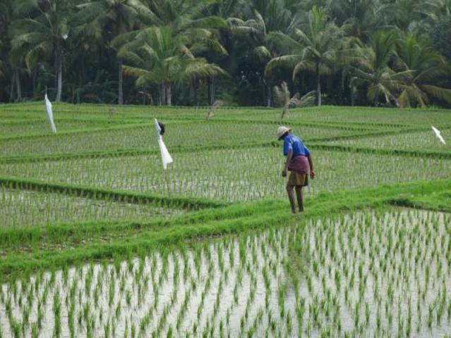 Rice Fields