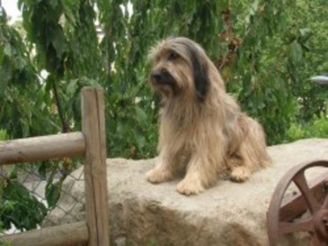 Adopto un altre gos d'atura