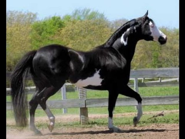 Una paraula intel·ligent