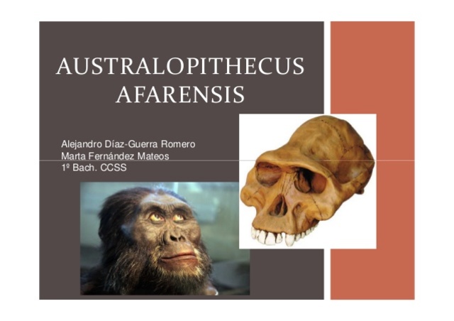 Australopithecus
