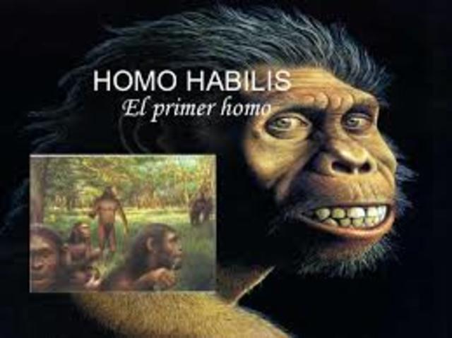 Homo Hábilis