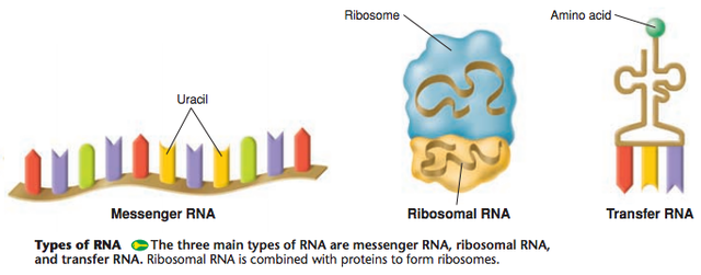 Types of RNA