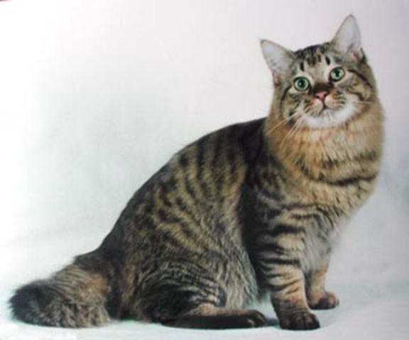 I got another cat named copper