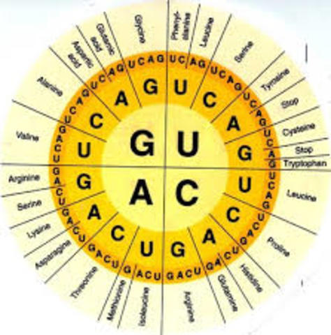 Codon Chart