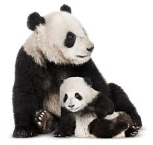 The Paleocene Period