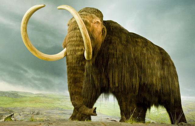 The Pleistocene epoch