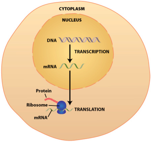 RNA to cytoplasm