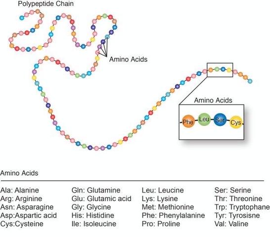 Amino Acid Chains