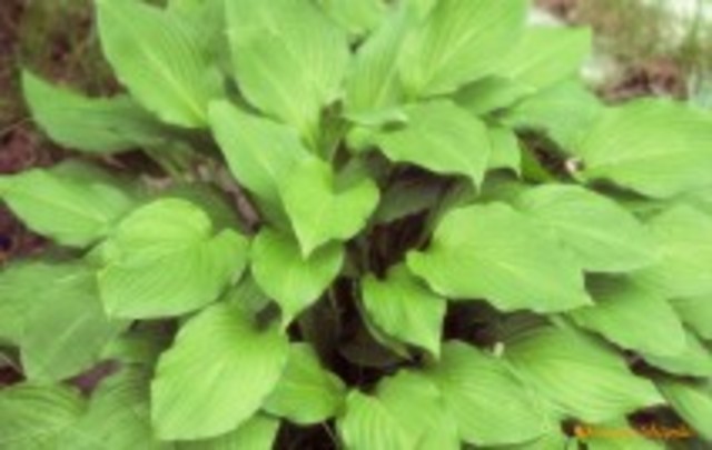 Carboniferous 60 million years