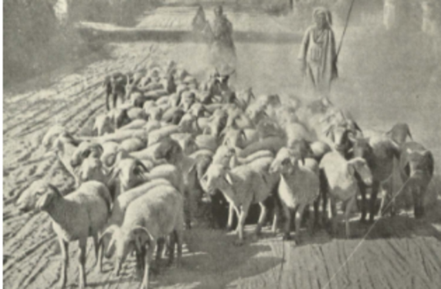 Muhamaad work as shepherd