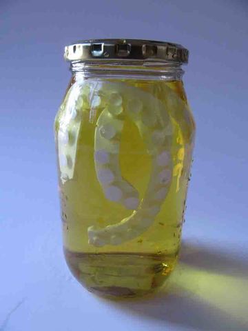 Oval Acetabulum Fullonum