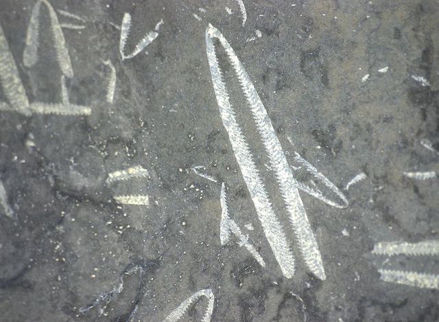 Ordovician Period, 488 million years ago