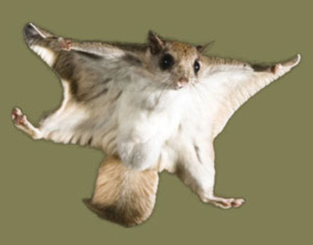 Flying squirrels