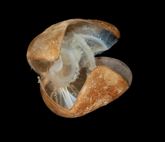 Brachiopods