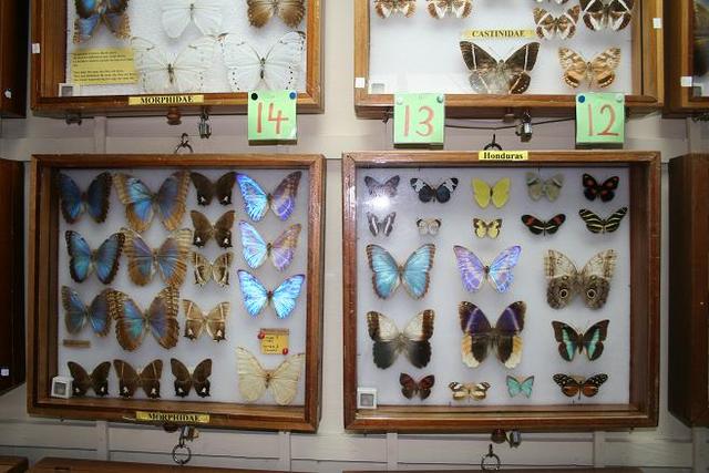 Butterfly Museum