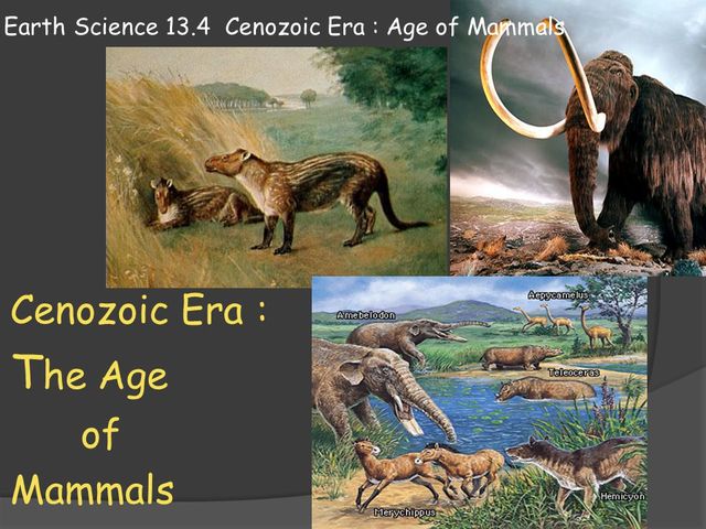 the cenzoic age of mammals