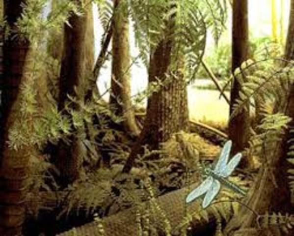 Carboniferous Pennsylvanian 318 MA