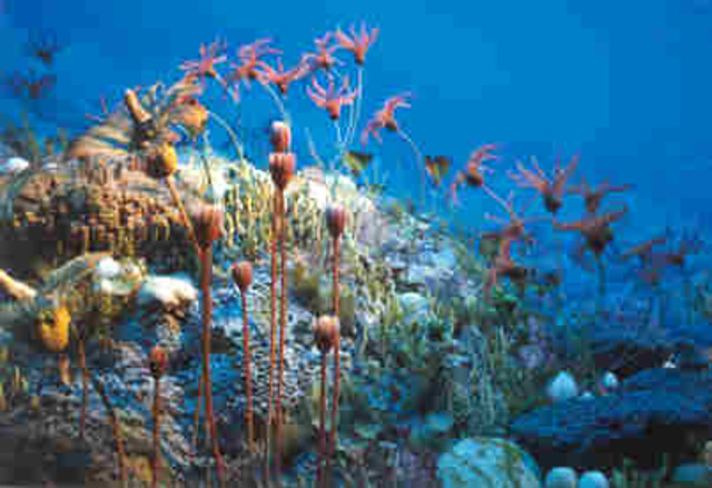 event #31 Mississippian period