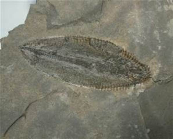 Ordovican Period Event #30