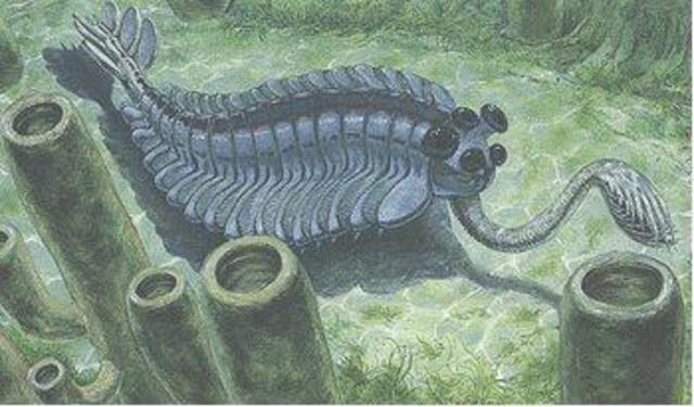 cambrian era