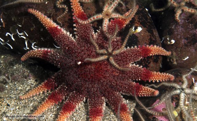 Ordovican Period Event # 4