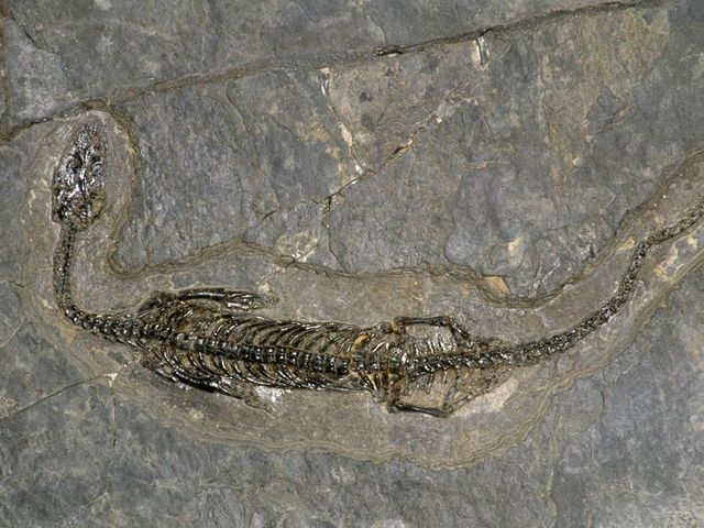 Mississippian 359 MA