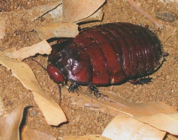 Pensylvanian period Event #4