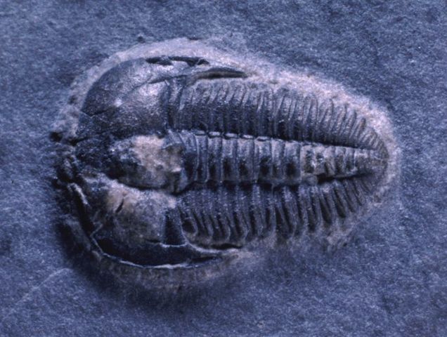 cambrian period, 542 million years ago