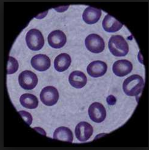 The first look at a 'Cell'