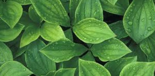 Plants are composed of cells