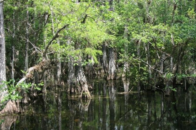 Mississippian period 359 ma