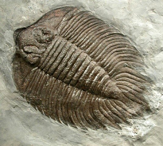 cambrian period 542 million years ago