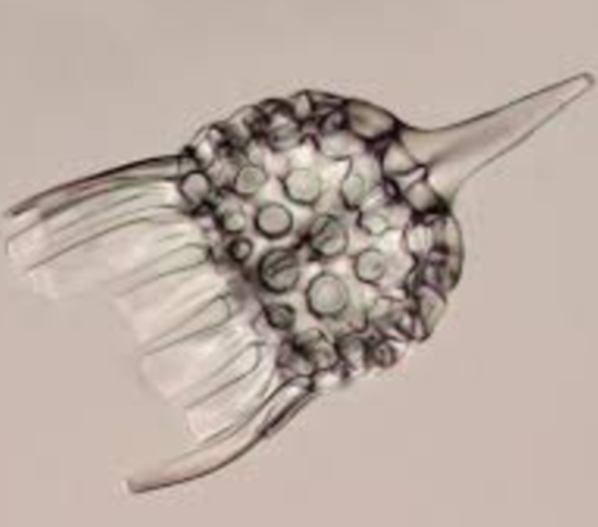 Microscopic life described